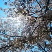 ワワの画像