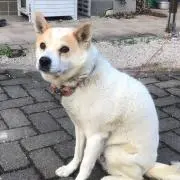 うめちゃんの画像