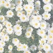 詩
