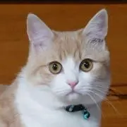 milkの画像