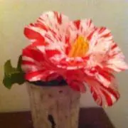 Peeeeeee_の画像