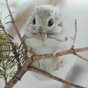 えぞモモンガの画像