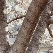 あいの画像