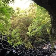 すぎの画像