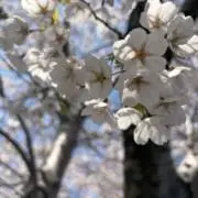 ◎の画像