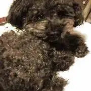ひろっしの画像
