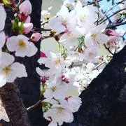 ゆみちゅう