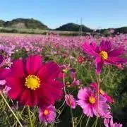 maru｜即購入OKの画像