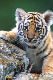 ヤズマット