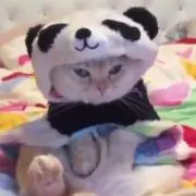 はな