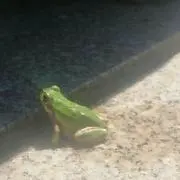 ペルシャ☆の画像