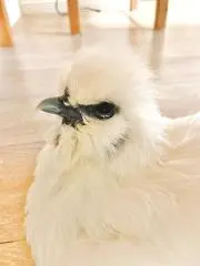 ウコッケイの画像
