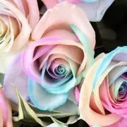 あきの画像