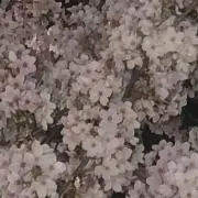 ミクの画像