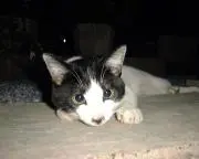 のりめるの画像