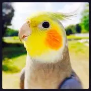 ぽぽあき