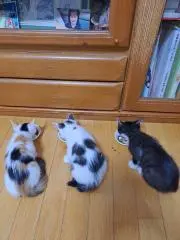 sanaの画像