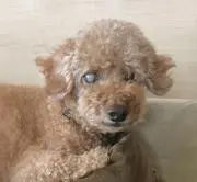 チップくん