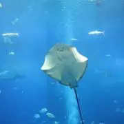 Shanの画像