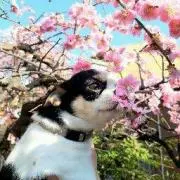 こはだ☆プロフ必読の画像