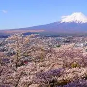 ゆずの画像