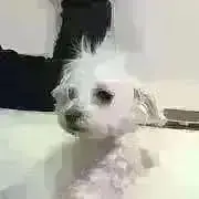 こつこつ