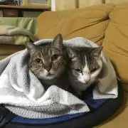 poohcatの画像