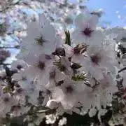さくら　断捨離中　まとめ売り即購入大歓迎の画像