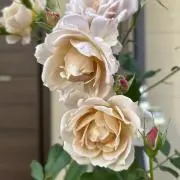 ろぐの画像