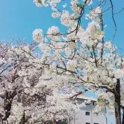 akinkomaru