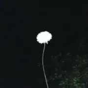 その画像