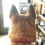 Edamameの画像
