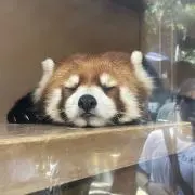 あやの画像