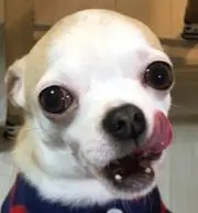 なまはむ