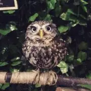 あっこ