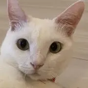 miyuの画像