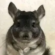 チョモランマの画像