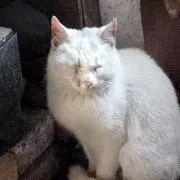 ←うちの猫の画像
