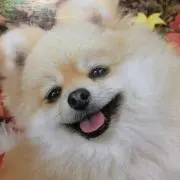 mey