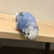 キヨ