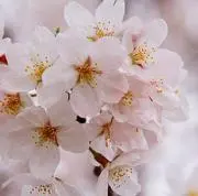 くくる