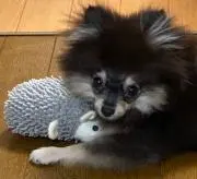 琴音