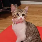 あすぽんの画像