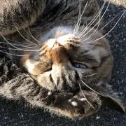 なへの画像