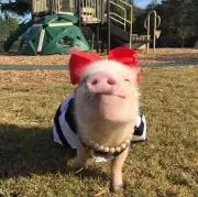 kikiの画像