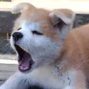 taaboの画像