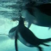 ひろし