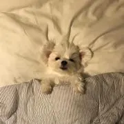 みみ（即購入OK♪）の画像