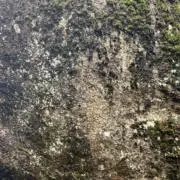 Yagurachayaの画像