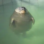 あの画像
